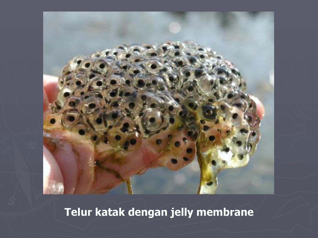 Detail Gambar Telur Katak Nomer 51