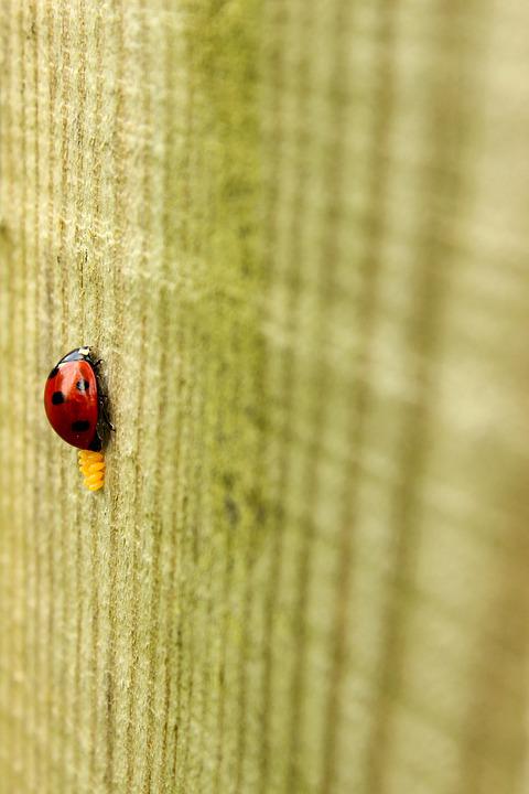 Detail Gambar Telur Kumbang Ladybird Nomer 2