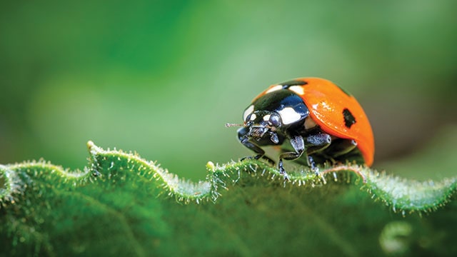 Detail Gambar Telur Kumbang Ladybird Nomer 15