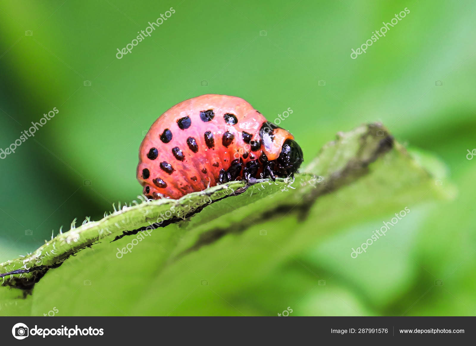 Detail Gambar Telur Kumbang Ladybird Nomer 18
