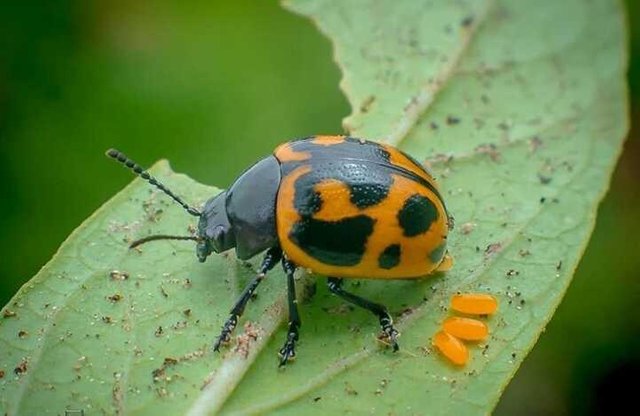 Detail Gambar Telur Kumbang Ladybird Nomer 22