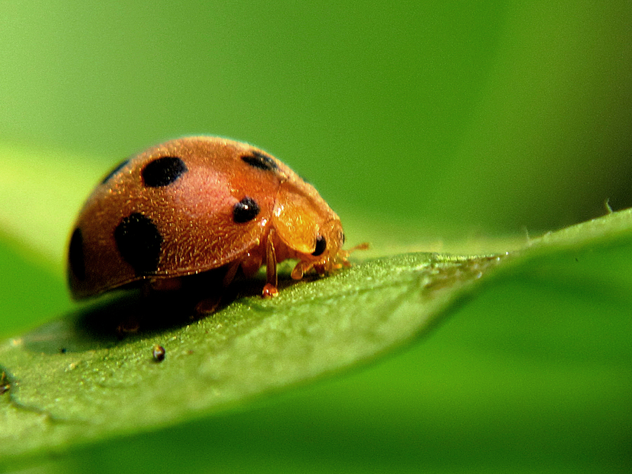 Detail Gambar Telur Kumbang Ladybird Nomer 26