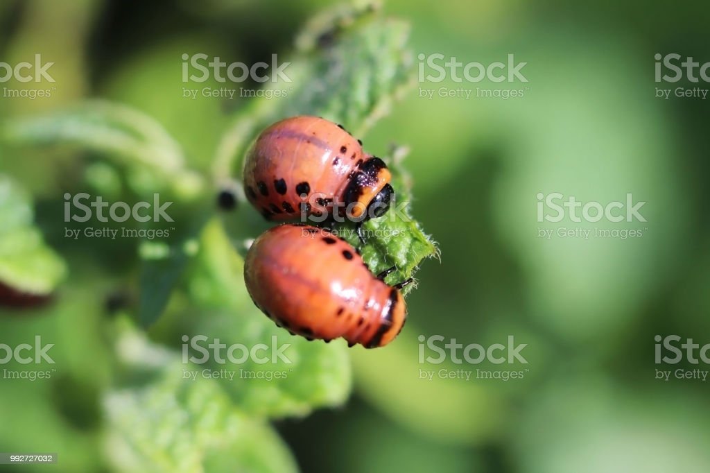 Detail Gambar Telur Kumbang Ladybird Nomer 27