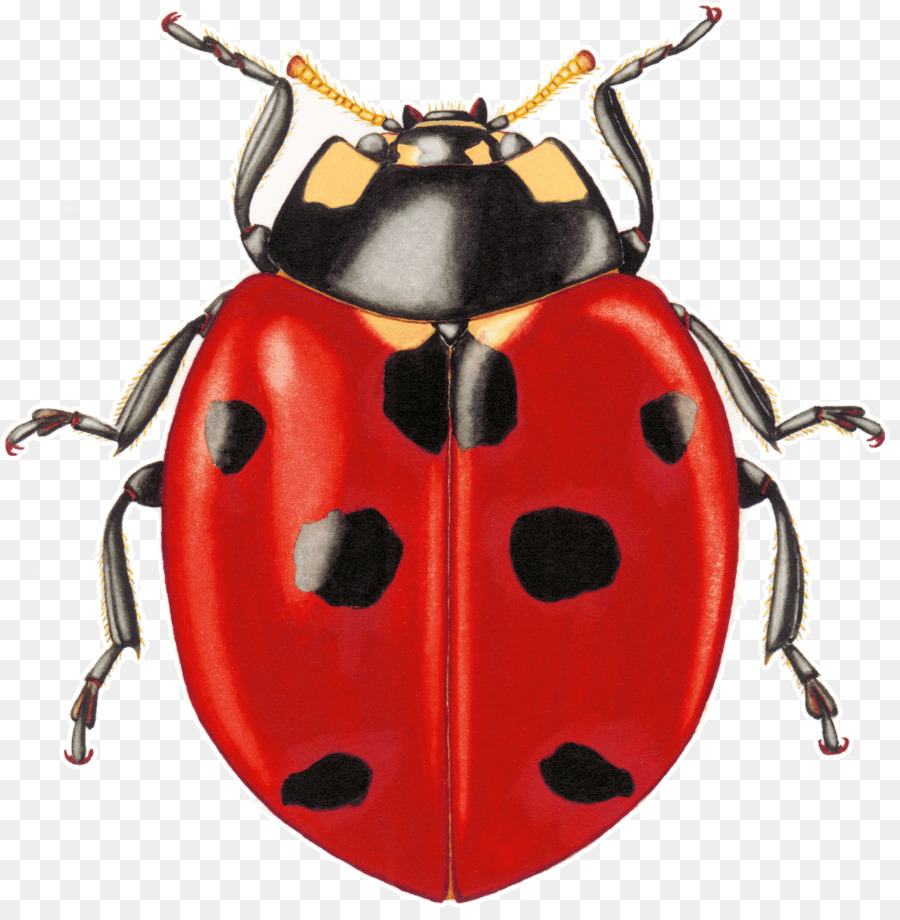 Detail Gambar Telur Kumbang Ladybird Nomer 38