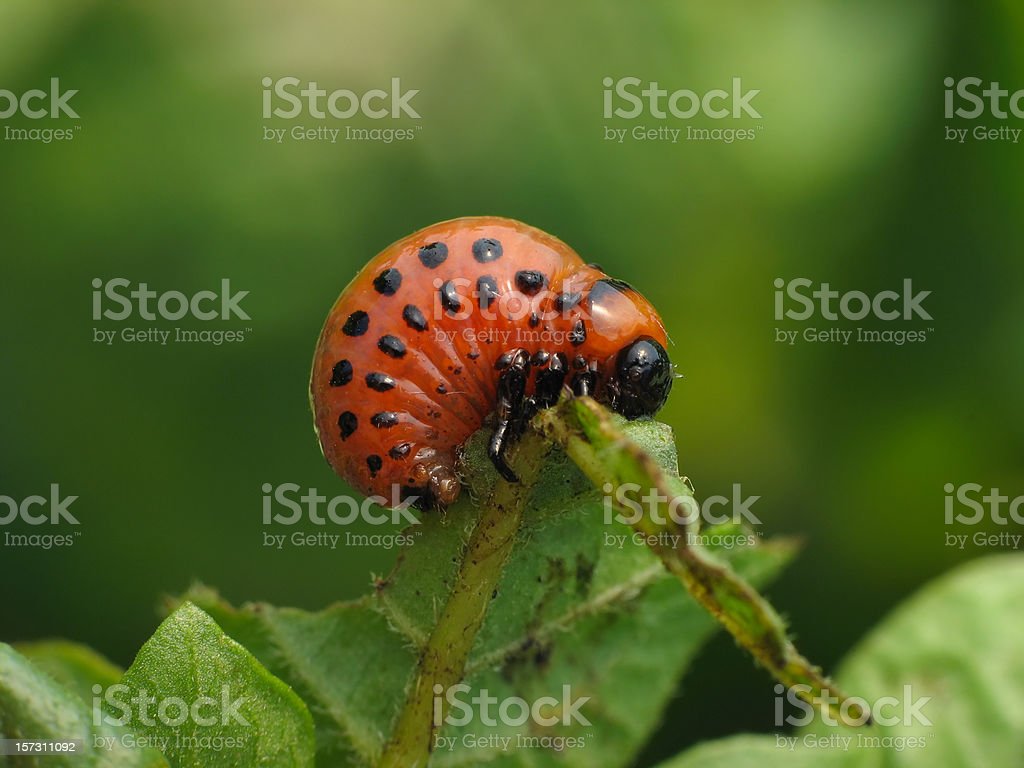 Detail Gambar Telur Kumbang Ladybird Nomer 6