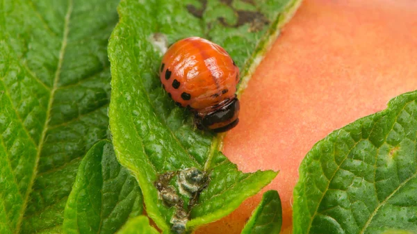 Detail Gambar Telur Kumbang Ladybird Nomer 47