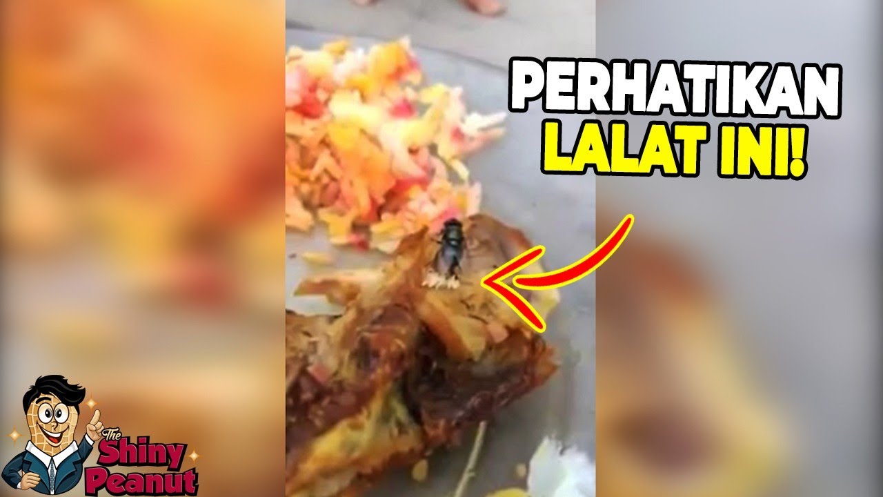 Detail Gambar Telur Lalat Nomer 18