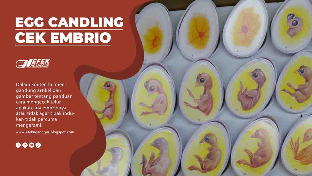 Detail Gambar Telur Lovebird Yang Bisa Menetas Nomer 10