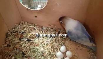 Detail Gambar Telur Lovebird Yang Bisa Menetas Nomer 5