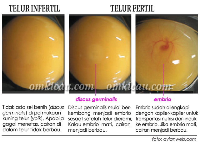 Detail Gambar Telur Lovebird Yang Bisa Menetas Nomer 38