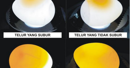 Detail Gambar Telur Lovebird Yang Bisa Menetas Nomer 39