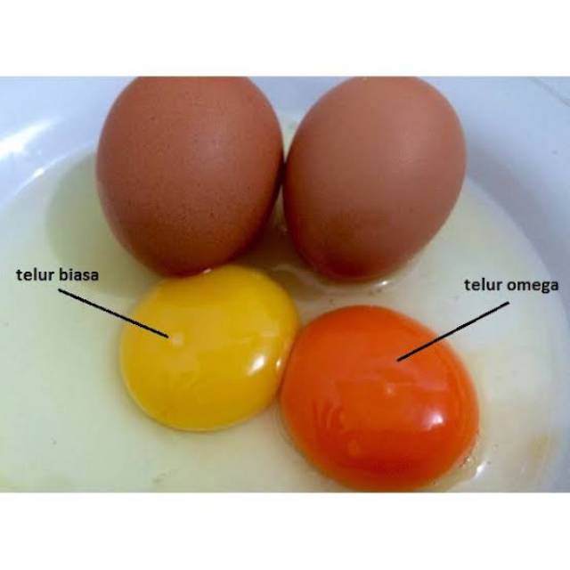 Detail Gambar Telur Omega 3 Nomer 4