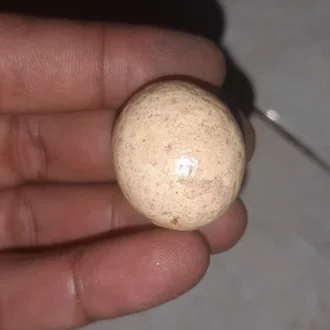 Detail Gambar Telur Ular Nomer 46