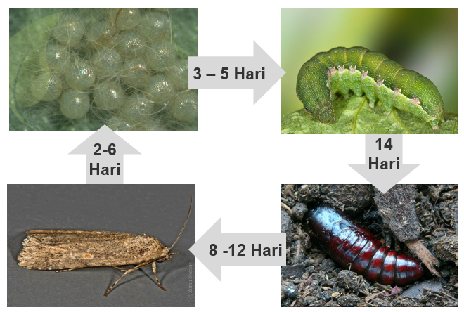 Detail Gambar Telur Ulat Nomer 31