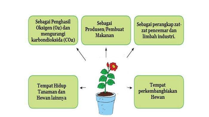 Detail Gambar Tema Tumbuhan Nomer 38