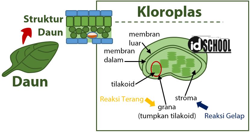 Detail Gambar Tempat Terjadinya Fotosintesis Nomer 12