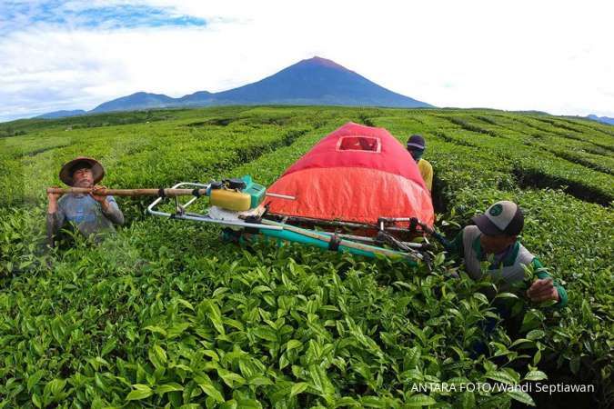Detail Gambar Tempat Terjadinya Fotosintesis Nomer 53