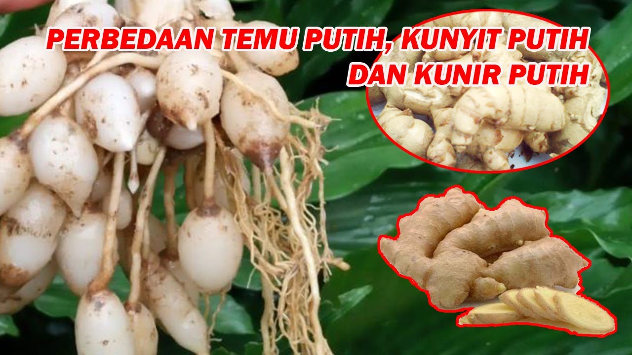 Detail Gambar Temu Putih Dan Kunyit Putih Nomer 53