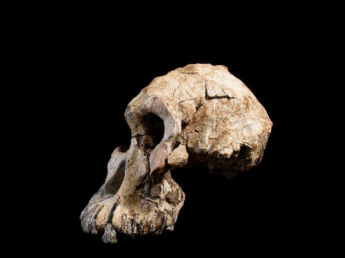 Detail Gambar Temuan Fosil Pada Zaman Sejarah Nomer 13