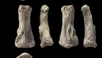 Detail Gambar Temuan Fosil Pada Zaman Sejarah Nomer 21