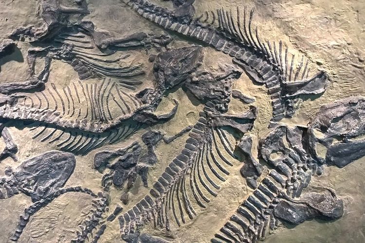 Detail Gambar Temuan Fosil Pada Zaman Sejarah Nomer 22