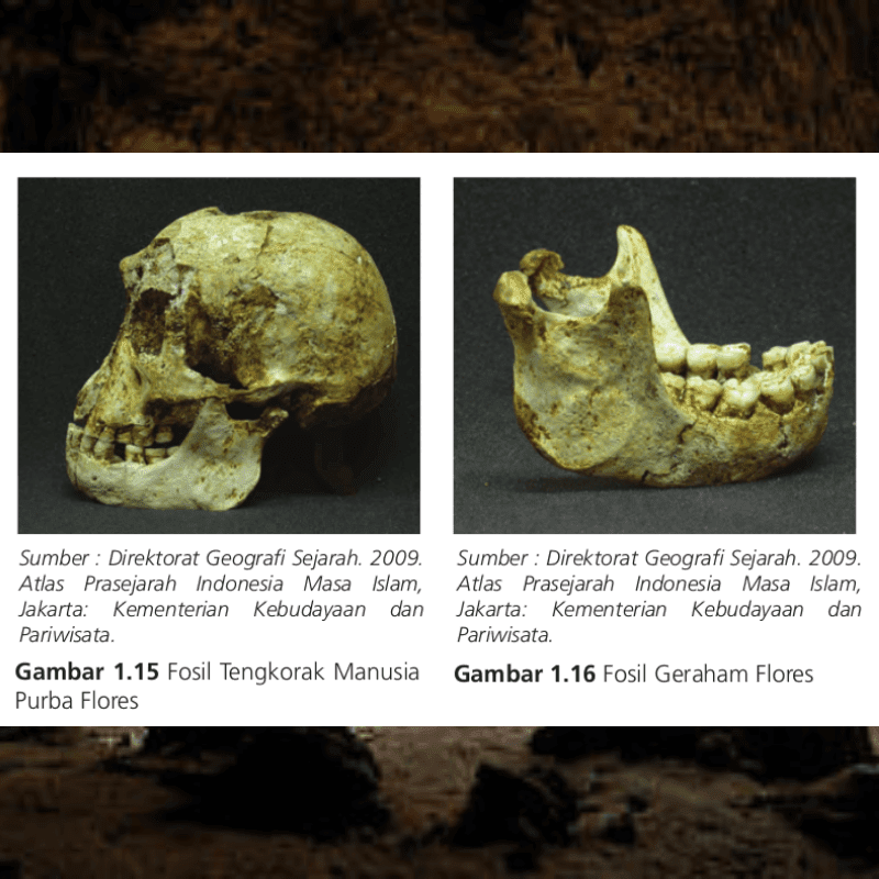 Detail Gambar Temuan Fosil Pada Zaman Sejarah Nomer 27