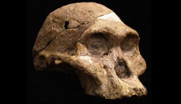Detail Gambar Temuan Fosil Pada Zaman Sejarah Nomer 5