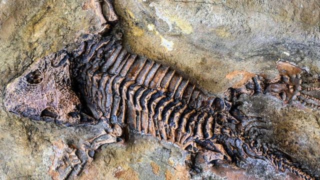 Detail Gambar Temuan Fosil Pada Zaman Sejarah Nomer 38