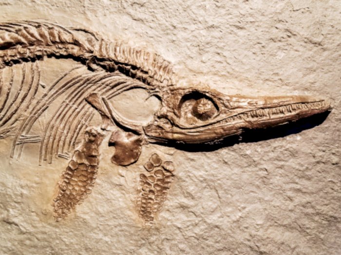 Detail Gambar Temuan Fosil Pada Zaman Sejarah Nomer 39