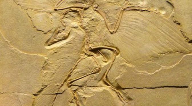 Detail Gambar Temuan Fosil Pada Zaman Sejarah Nomer 45