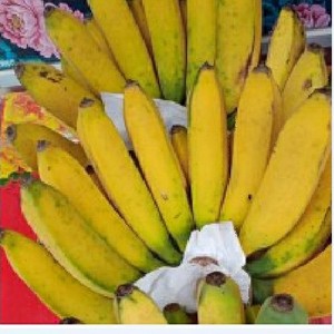 Detail Gambar Temulawak Gambar Pisang Raja Nomer 39