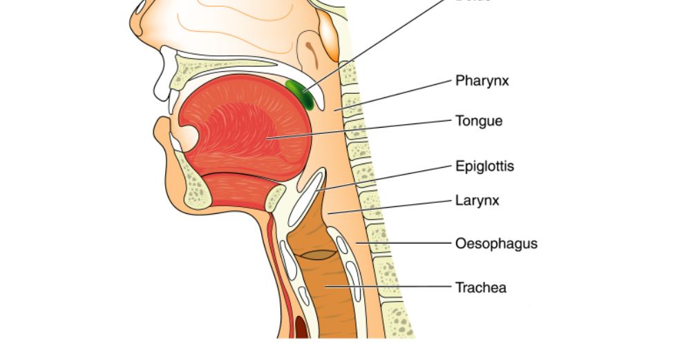 Detail Gambar Tenggorokan Sehat Nomer 40