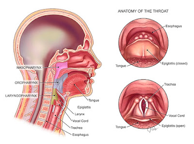 Detail Gambar Tenggorokan Sehat Nomer 8