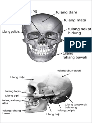 Detail Gambar Tengkorak Dan Keterangannya Nomer 21