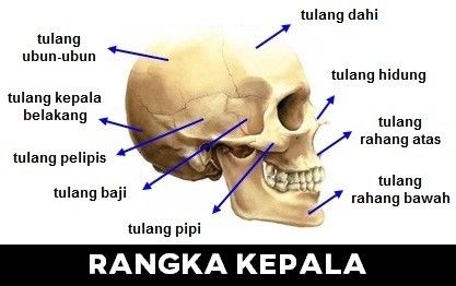 Detail Gambar Tengkorak Dan Keterangannya Nomer 30