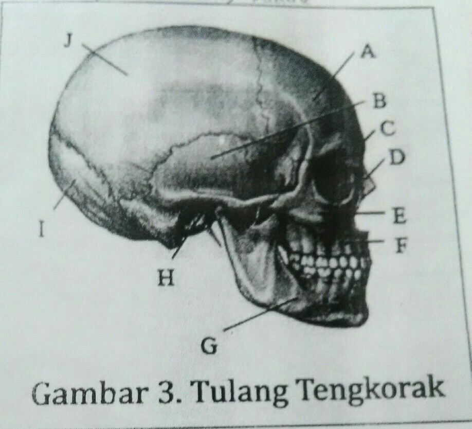 Detail Gambar Tengkorak Dan Keterangannya Nomer 37