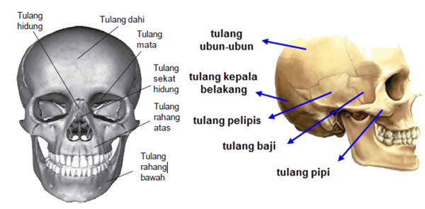 Detail Gambar Tengkorak Dan Keterangannya Nomer 41