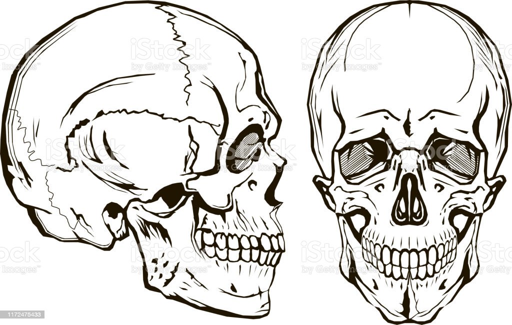 Detail Gambar Tengkorak Depan Samping Nomer 2