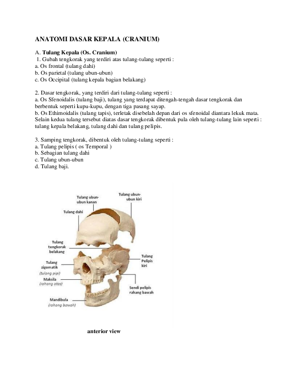 Detail Gambar Tengkorak Depan Samping Nomer 29