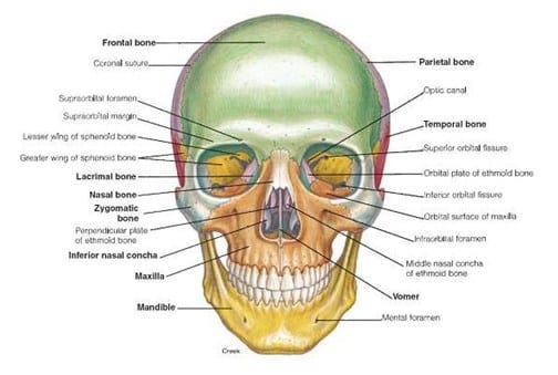 Detail Gambar Tengkorak Depan Samping Nomer 35