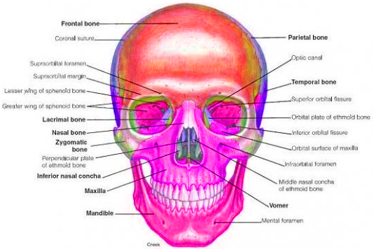 Detail Gambar Tengkorak Depan Samping Nomer 40