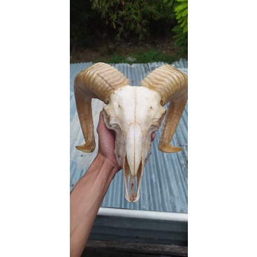 Detail Gambar Tengkorak Kambing Nomer 53