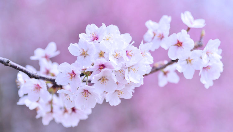 Detail Gambar Tentang Bunga Sakura Nomer 28