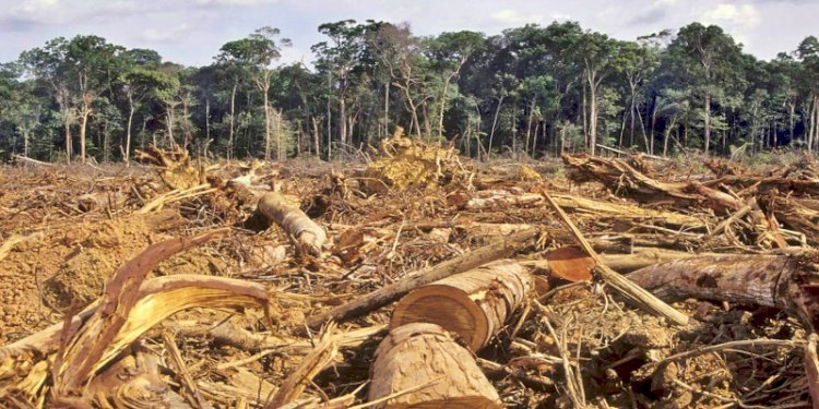 Detail Gambar Tentang Hutan Gundul Nomer 15