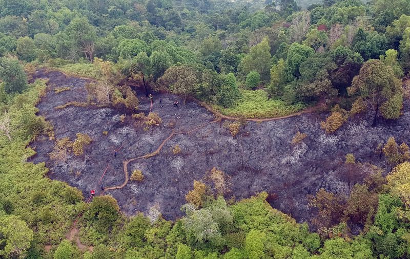 Detail Gambar Tentang Hutan Gundul Nomer 3