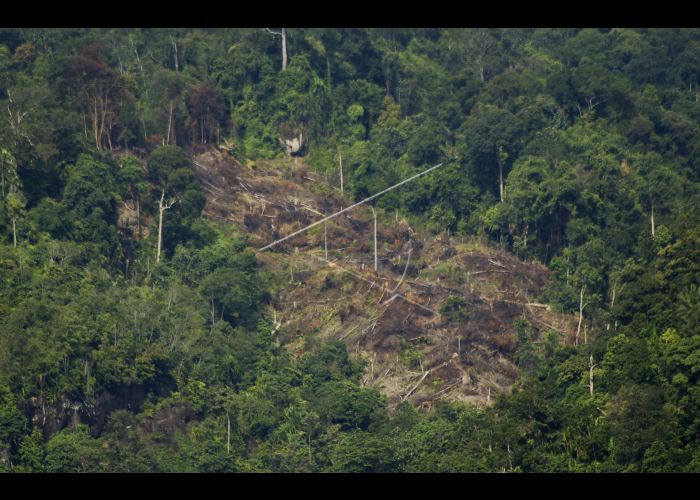 Detail Gambar Tentang Hutan Gundul Nomer 27