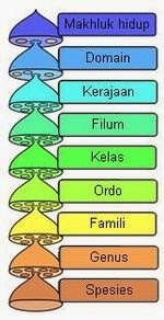 Detail Gambar Tentang Klasifikasi Makhluk Hidup Nomer 50