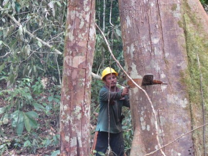 Detail Gambar Tentang Orang Menebang Pohon Nomer 34