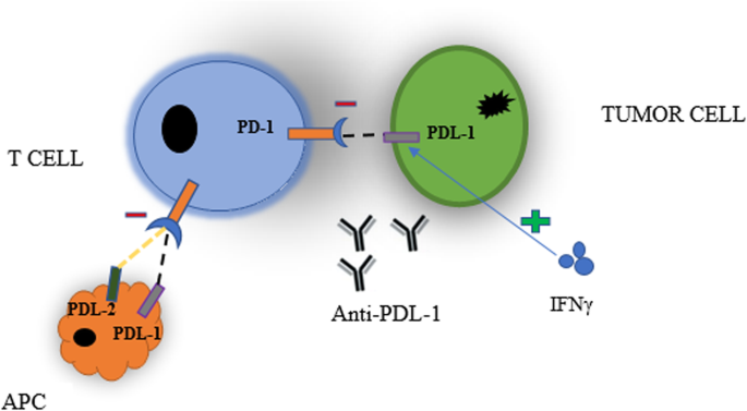 Detail Gambar Tentang Pd 1 Nomer 11