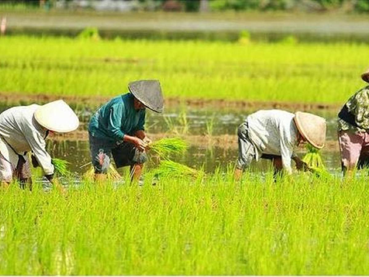 Gambar Tentang Pertanian - KibrisPDR